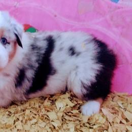 Australian Shepherd Puppies from High Desert Aussies