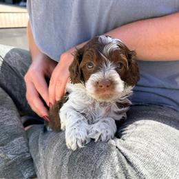 Reggie - roan - Chocolate male Australian Labradoodle puppy in Wamego, Kansas from Doodles of Oz