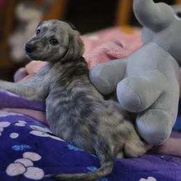 Loki - Black and silver male Afghan Hound puppy in Watsonville, California from Summerbrook Afghans