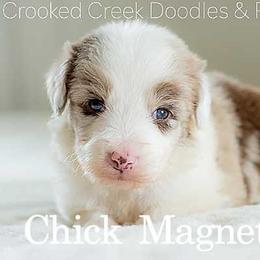Chick Magnet - Red merle male Bordoodle puppy in Woodruff, South Carolina from Crooked Creek Doodles and Poodles
