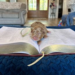 Eve - Red merle female Aussiedoodle puppy in Jacksonville, Florida from Autumn's Aussies