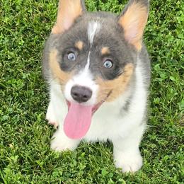 Blu - Gray and white male American Corgi puppy in Walker, Iowa from Double K Corgis