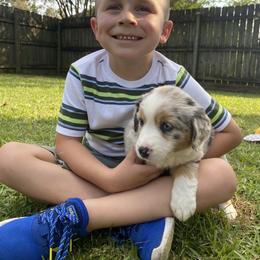 Miniature Australian Shepherd Puppies from Duncan’s Miniature Australian Shepherds