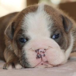 Meatball - Red brindle and white male Bulldog puppy in Winnsboro, Texas from JP Ranch Bulldogs