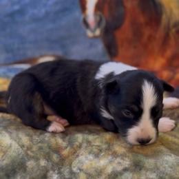 Feather (Girl 8) - Tri-color female Border Collie puppy in Mosheim, Tennessee from Elawodi Border Collies