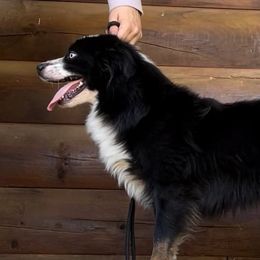 Muppet - Miniature Australian Shepherd