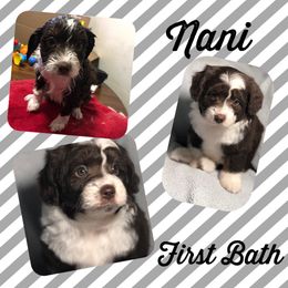 Aussiedoodle Puppies from Ohana Companions