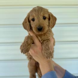 Neopolitan - Apricot female Goldendoodle puppy in Kenansville, North Carolina from J+A Family Doodles