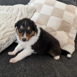 Dream - Black white and tan female Collie puppy in Charleston, West Virginia from Tucker Creek Collies