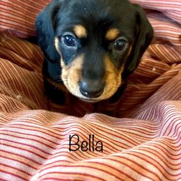 Dachshund Puppies from Rogue River Ranch