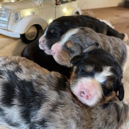 Bernedoodle Puppies from Backwoods Bernedoodles