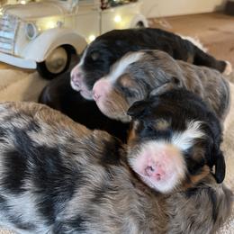 Bernedoodle Puppies from Backwoods Bernedoodles
