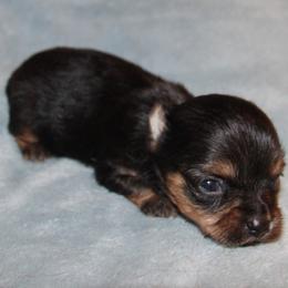 Dolly - Black and tan female Yorkshire Terrier puppy in Saint Clair, Missouri from Missouri Yorkies