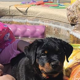 Rottweiler Puppies from Coronado Rottweilers
