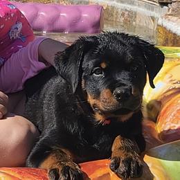 Rottweiler Puppies from Coronado Rottweilers