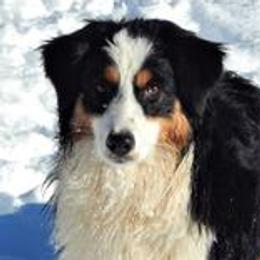 Juliet - Miniature American Shepherd