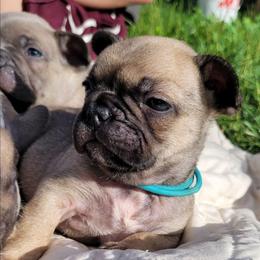 River (light blue) - Fawn male French Bulldog puppy in Montrose, Michigan from C.Lee Family Frenchies