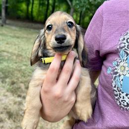 AKC Princess Daisy HEALTH FIRST GUARANTEE - Sable female Dachshund puppy in El Dorado, Arkansas from LovelylilDoxies