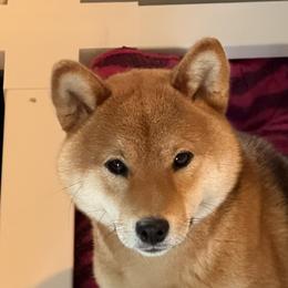 Naboo - Shiba Inu