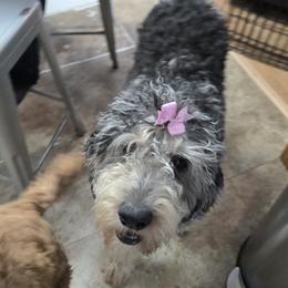 Maya - Bernedoodle