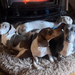 Dachshund All Grown Up from Laura Gibbs