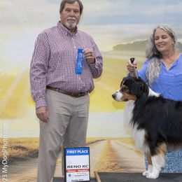 Tug - Australian Shepherd