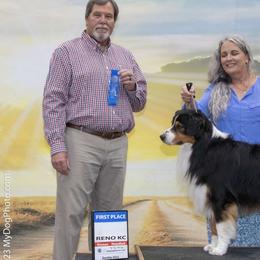 Tug - Australian Shepherd