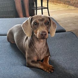 Izzy - Dachshund