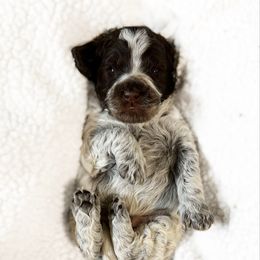 Mickey - roan - Chocolate male Australian Labradoodle puppy in Wamego, Kansas from Doodles of Oz