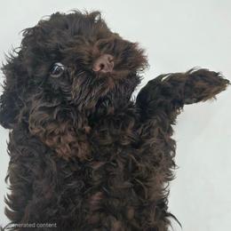 Snickers - Brown male Cockapoo puppy in Maryland from Teddy Bear Cockapoos