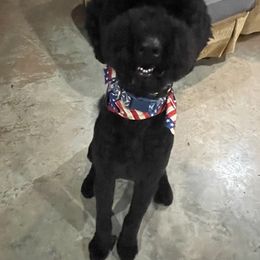 Poodles from Fancy Poodles