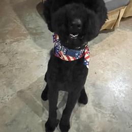 Poodles from Fancy Poodles