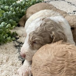 Poodle Puppies from Home of Doodles