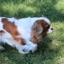 Nala - Cavalier King Charles Spaniel
