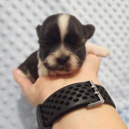 Webbys boy - Black sabled fawn male Chihuahua puppy in Richmond, Virginia from Breens