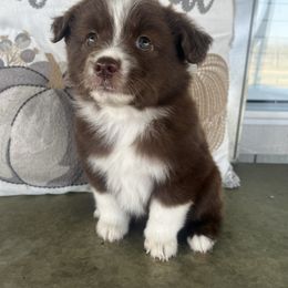 Rose - Red tri female Miniature Australian Shepherd puppy in Brookshire, Texas from P's Aussies