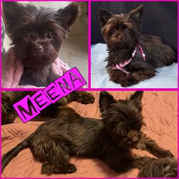 Meena - Yorkshire Terrier