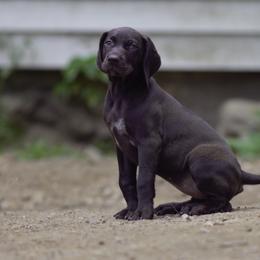 German Shorthaired Pointer Puppies from Aisling