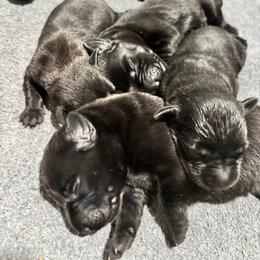 Ruger - Black male Labrador Retriever puppy in Mount Olive, Mississippi from 3 King Kennels