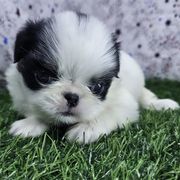 Boy 1 - Black tan and white male Japanese Chin puppy in Johnson City, Tennessee from Erin & Friends Japanese Chin