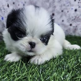 Boy 1 - Black tan and white male Japanese Chin puppy in Johnson City, Tennessee from Erin & Friends Japanese Chin
