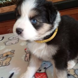 Australian Shepherd Puppies from 2bar Aussies