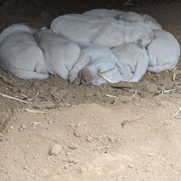 Polish Tatra Sheepdog puppies from Abbott Family Farm