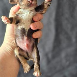 M and M ( Choco Merle) - Merle male Cockapoo puppy in Dayton, Ohio from Batdogsndoodles