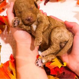 Amber - Red  female Goldendoodle puppy in Kissimmee, Florida from Poodle Doodle Kennels