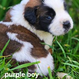 Saint Bernard Puppies from Eagle Mountain Saints