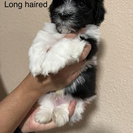 Havanese Puppies from Hoodview Havanese