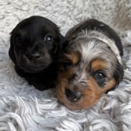 Dachshund puppies from Okie Dokie Doxie