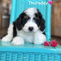 Thursday - Black tri-color female Aussiedoodle puppy in Lancaster, Minnesota from Finney Ranch