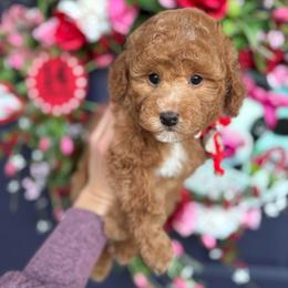 Arrow - Red  male Poodle puppy in Herriman, Utah from Gypsi Doodles & Poodles LLC.